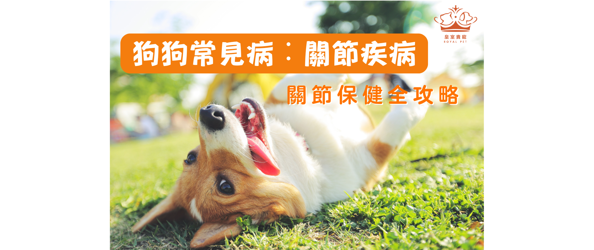 狗狗常見病︰關節疾病｜關節保健全攻略