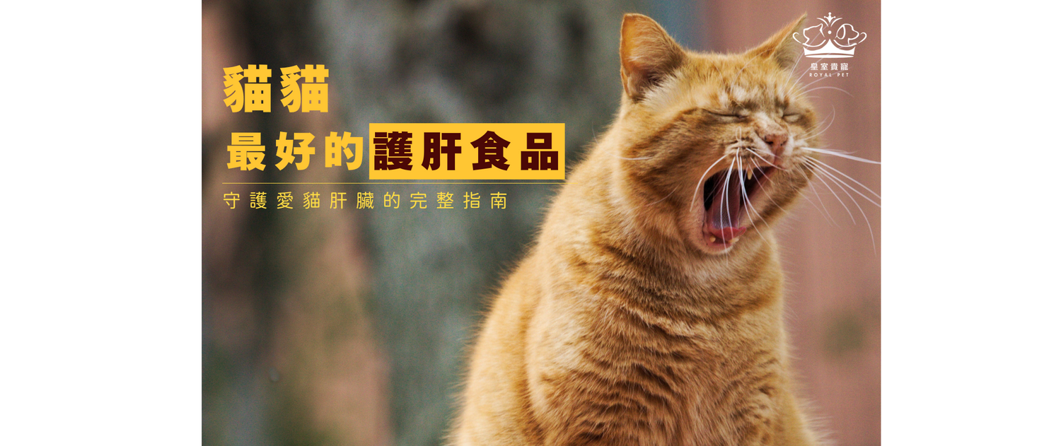 貓貓最好的護肝食品｜守護愛貓肝臟的完整指南