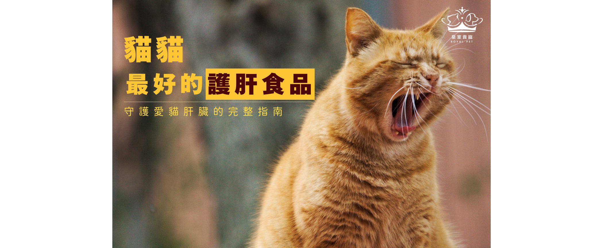 貓貓最好的護肝食品｜守護愛貓肝臟的完整指南