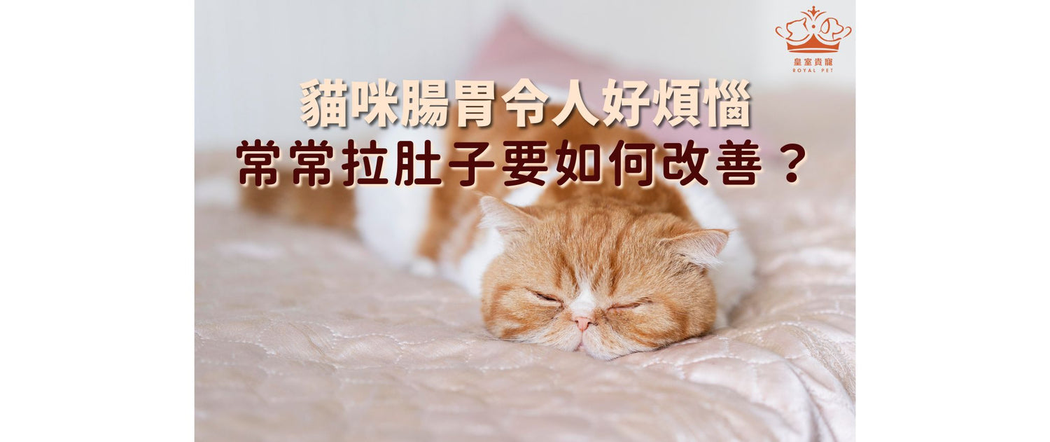 貓咪腸胃令人好煩惱！ 常常拉肚子要如何改善？