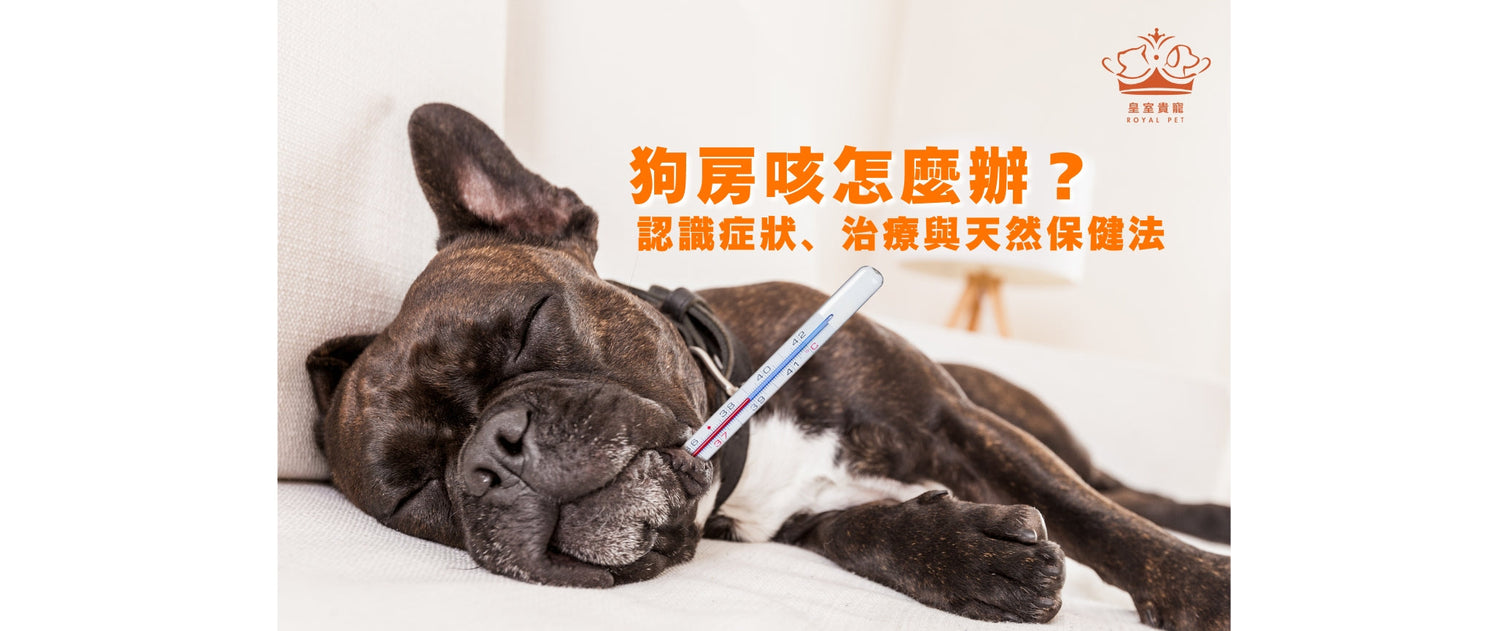 狗房咳怎麼辦？認識症狀、治療與天然保健法