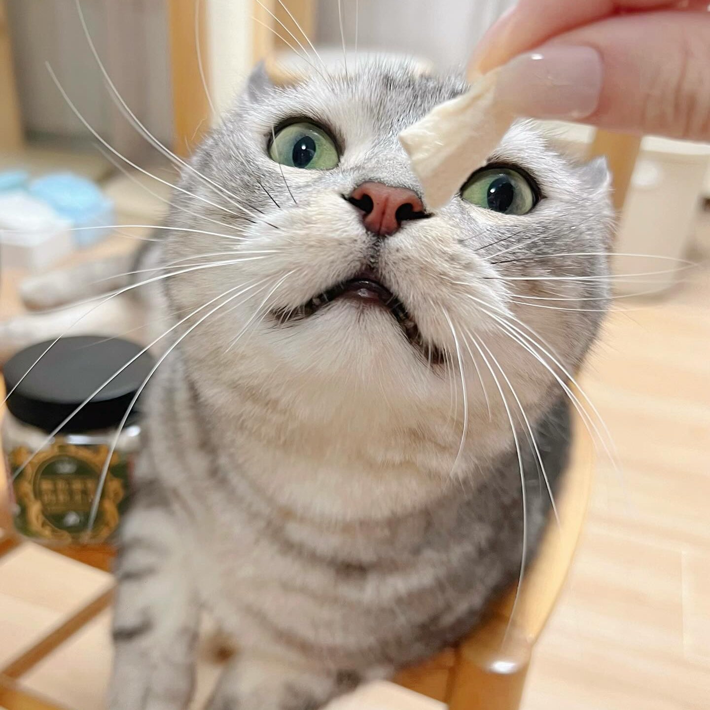 Crocodile freeze-dried meat snack 50g